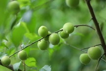 多重美味一“桶”搞定！健康美味的溜溜梅青梅寶藏桶，你愛了嗎