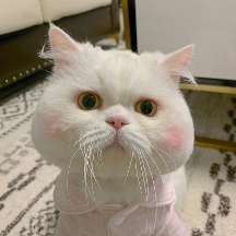 了解貓糧哪個(gè)牌子質(zhì)量好性價(jià)比高，給貓咪更安心的營養(yǎng)