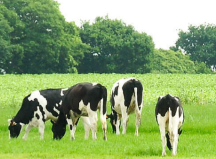 圣元奶粉對(duì)比飛鶴奶粉，哪個(gè)更好？買奶粉還是得了解這些方面