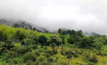 論閩南烏龍“鐵觀音”，八馬茶業(yè)品質(zhì)獨樹一幟