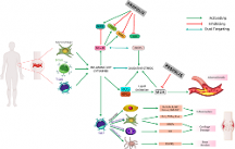 鶴松醫(yī)藥|蜂膠抗炎機制的研究