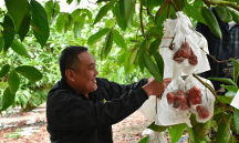 3月30-31日，2023年海南瓜果菜（?？诮?jīng)濟(jì)圈）產(chǎn)銷對(duì)接會(huì)來(lái)了！