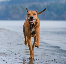 從狗狗飲食天性出發(fā)，解析原始獵食渴望狗糧究竟好在哪!