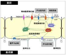 南京正大天晴推出蘆比前列酮軟膠囊 改善便秘患者生活質(zhì)量