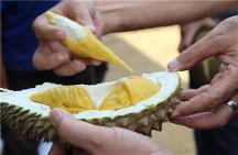 纖衡家族：一個奶酪行業(yè)老手的榴蓮殼創(chuàng)業(yè)之路