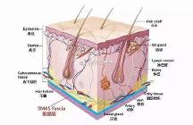 聯(lián)合麗格第 一醫(yī)院楊大平教授：為什么面部提升要到SMAS筋膜層