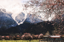 來(lái)三月的西藏，赴一場(chǎng)桃花盛宴